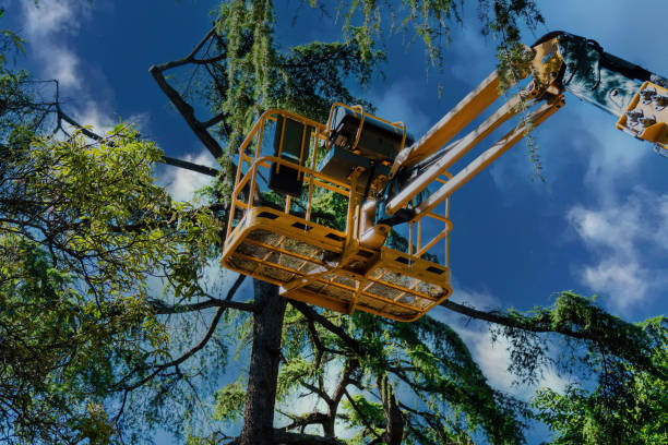 Tree Removal for Businesses in Lacombe, LA